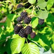 Blackberry (Navaho)