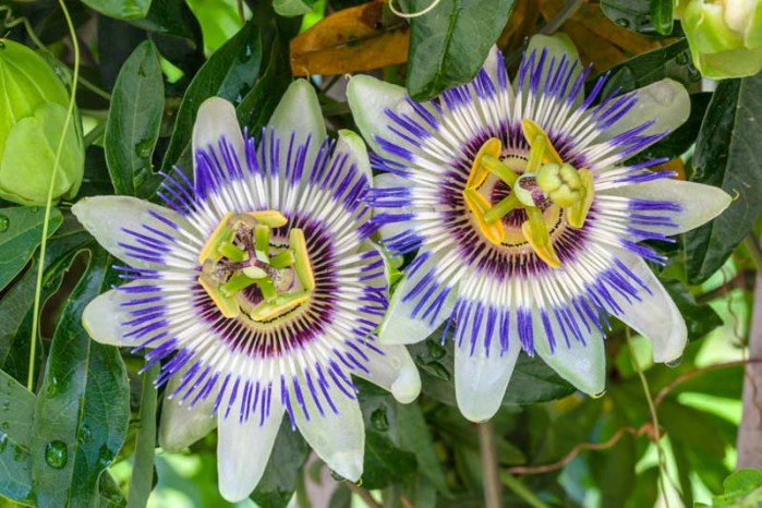 Blue Crown Passion Flower