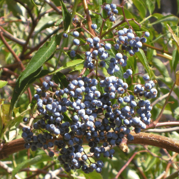 Blue Elderberry