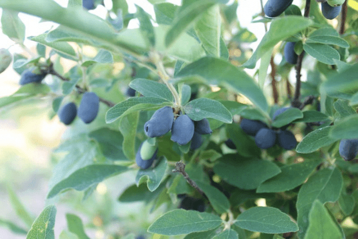 Honeyberry (Blue Velvet)