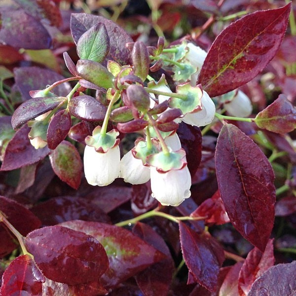 Blueberry (Cabernet Splash)