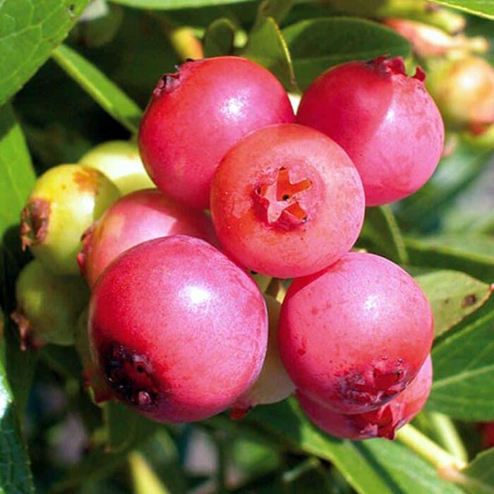 Blueberry (Pink Lemonade)