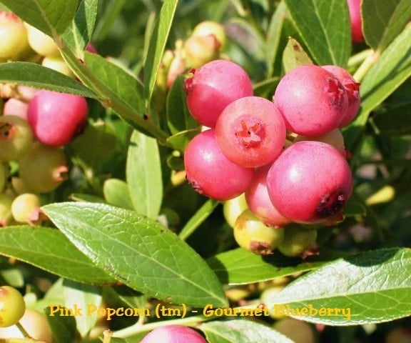Blueberry (Pink Popcorn)