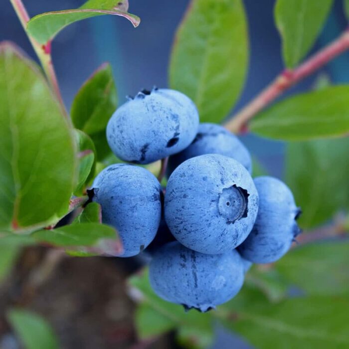 Blueberry (Sunshine Blue)