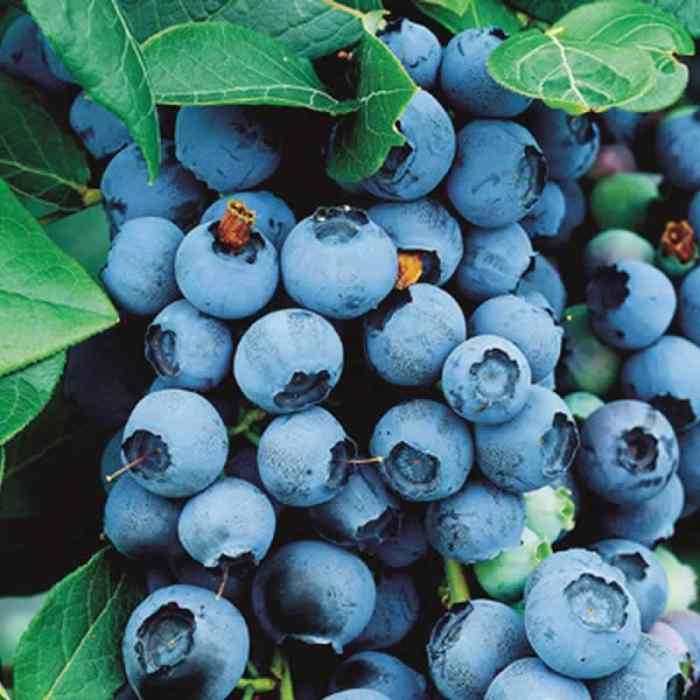 Blueberry (Bluecrop)