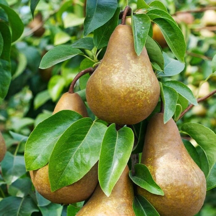 Pear Tree (Bosc)