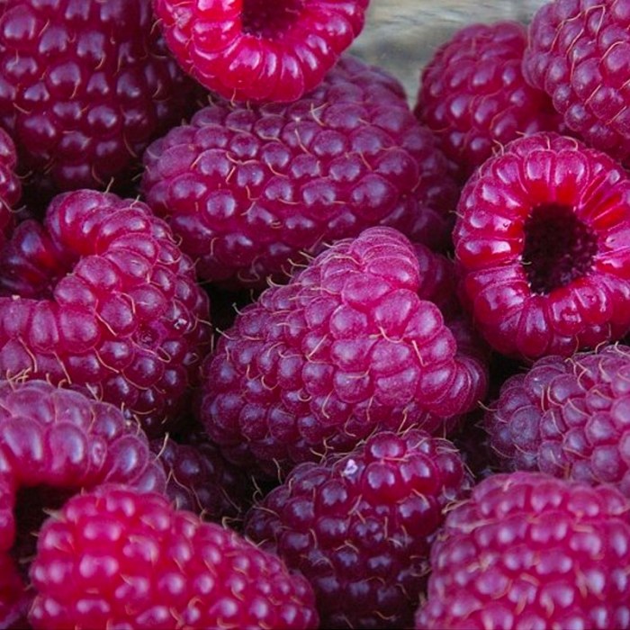 Purple Raspberry (Brandywine)
