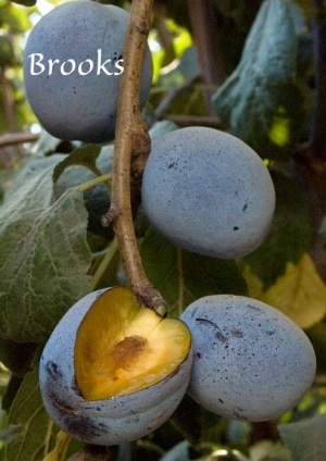 Plum Tree (Brooks)