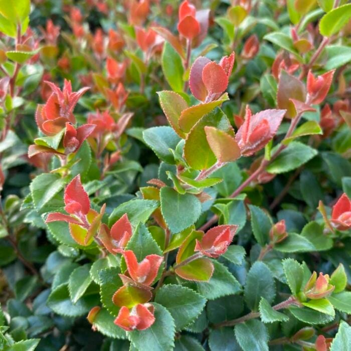 Evergreen Huckleberry (Cascade Jewel)