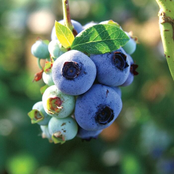 Blueberry (Chandler)