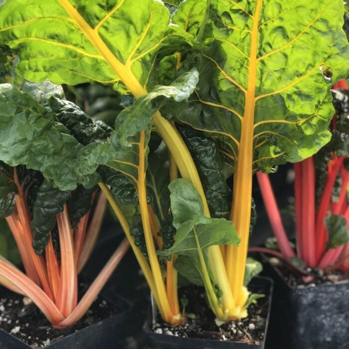 Swiss Chard (Bright Lights)