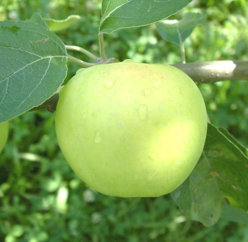 Apple Tree (Chehalis)