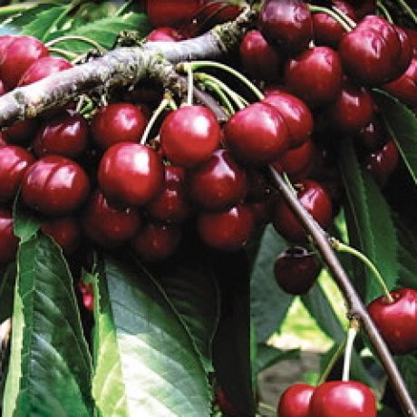 Cherry Tree (Stella)