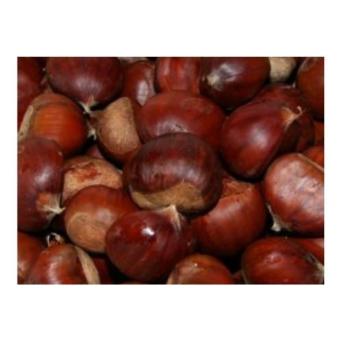 Chestnut (Marrisard)