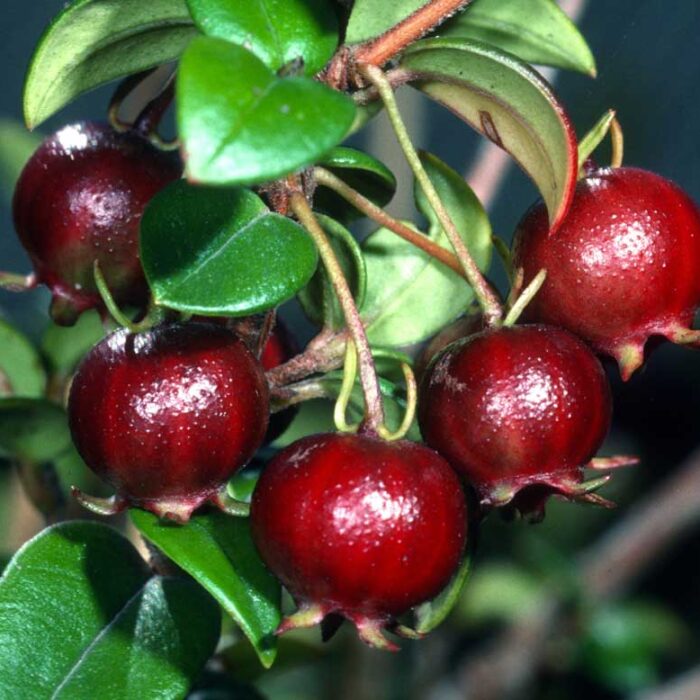 Chilean Guava