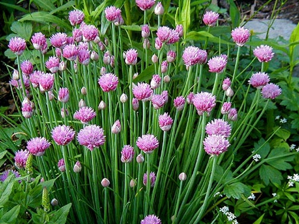 Chives (Onion)