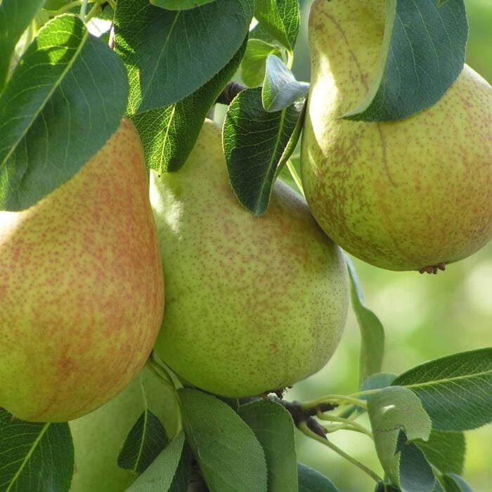 Pear Tree (Comice)