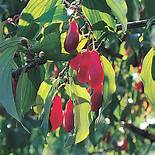 Cornelian Cherry (Exotica)