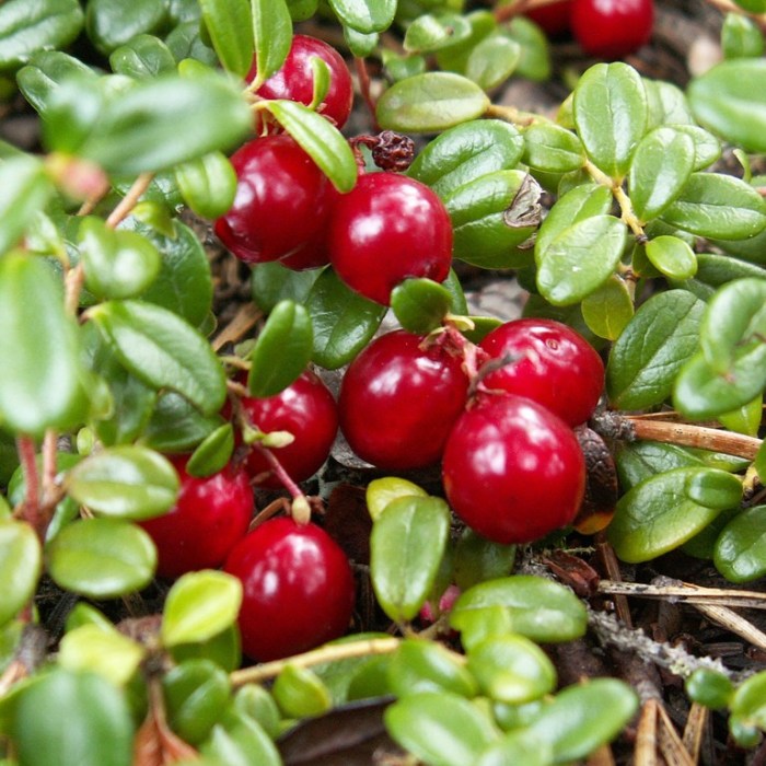 Cranberry (Pilgrim)