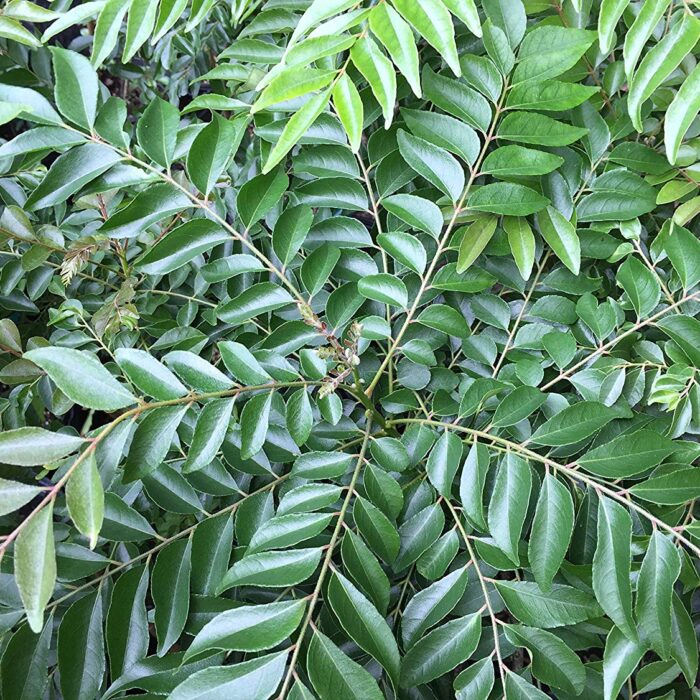Curry Leaf Tree (Murraya Koenigii)