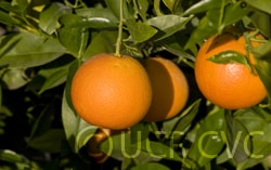 Blood Orange (Delfino)