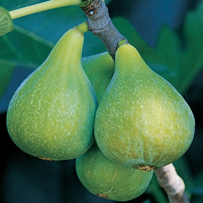 Fig Tree (Desert King)