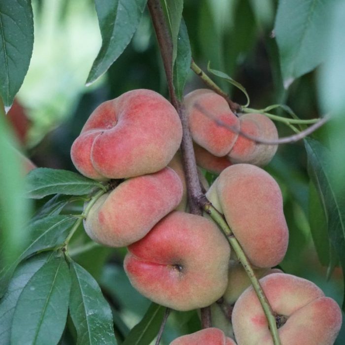 Donut Peach (Stark Saturn)