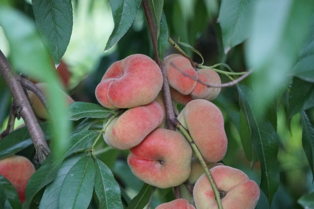 Stark Saturn Peach Tree – Sweet Donut Peach (Semi-Dwarf)
