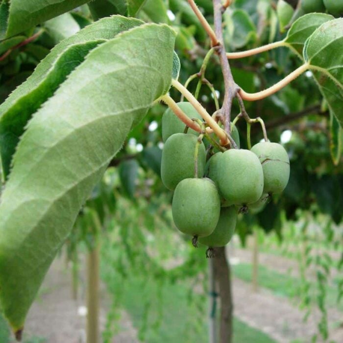 Kiwi Berry (Dumbarton Oaks)