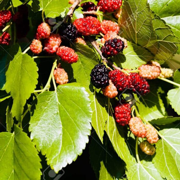 Mulberry (Early Bird)