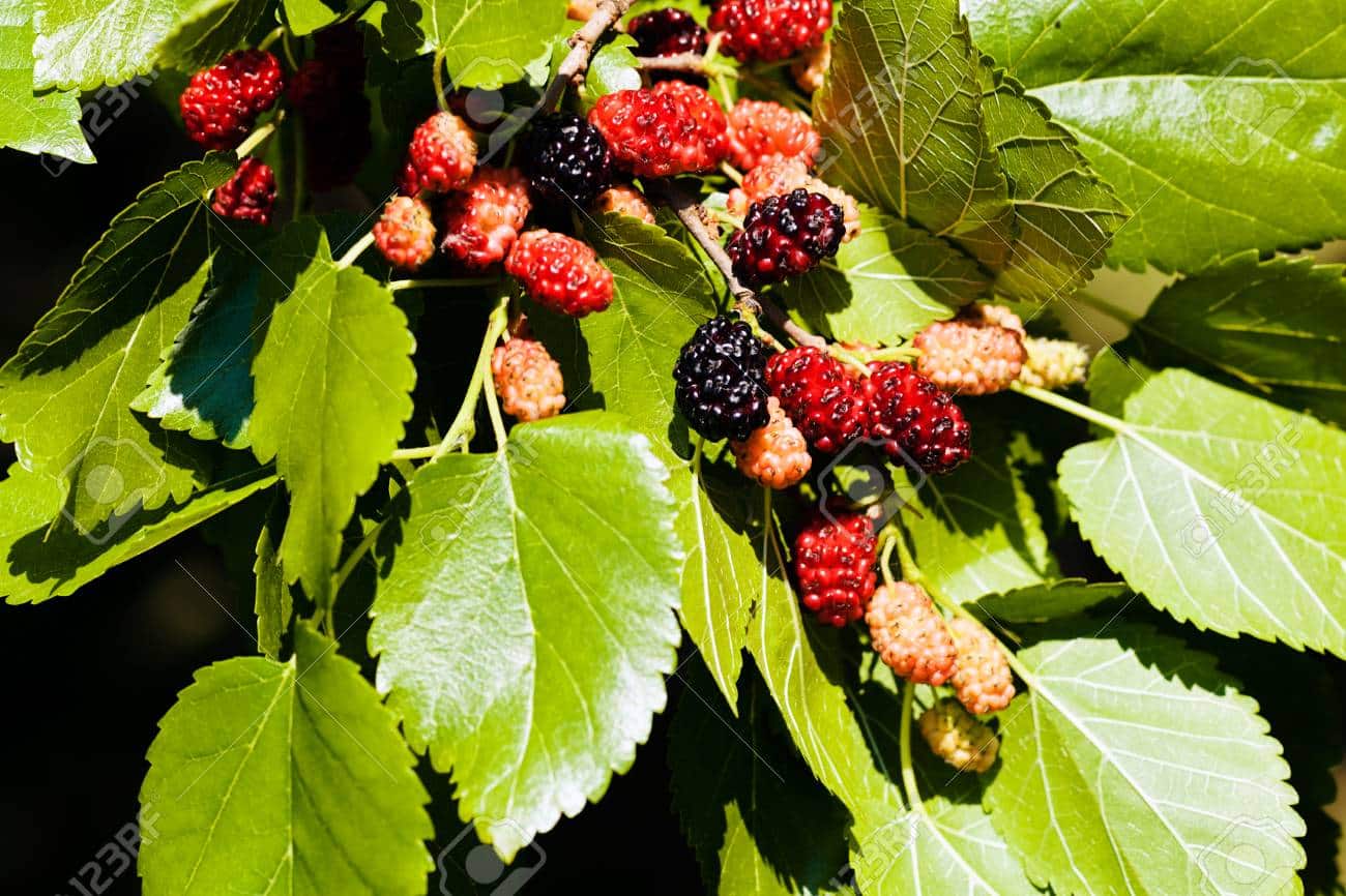 Mulberry (Early Bird)