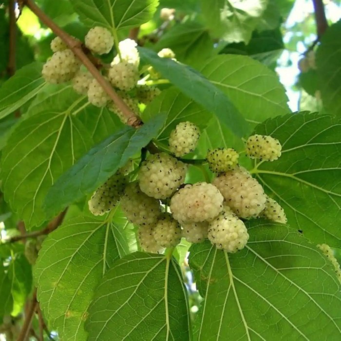 Mulberry (Eldorado)