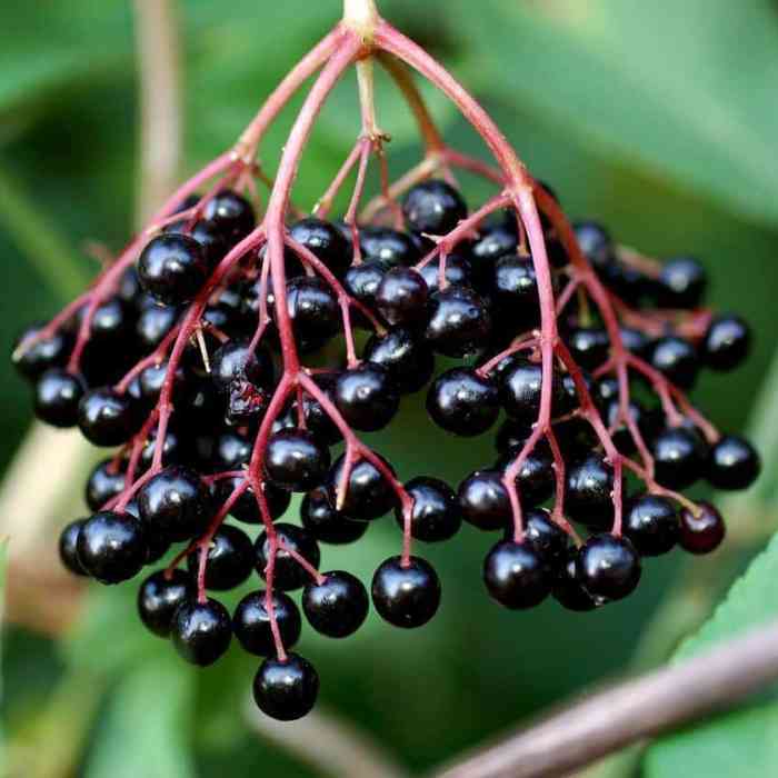 Elderberry (Korsor)