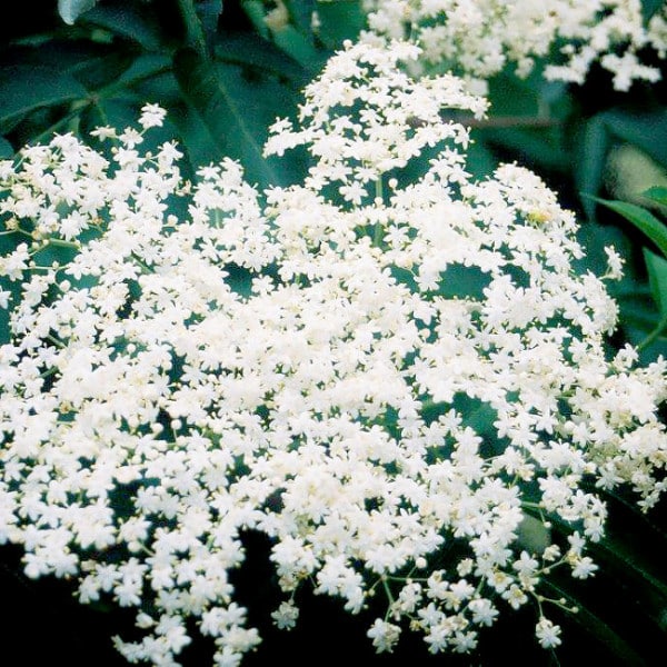 Elderberry (Allesso)