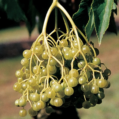 Elderberry (Goldbeere)