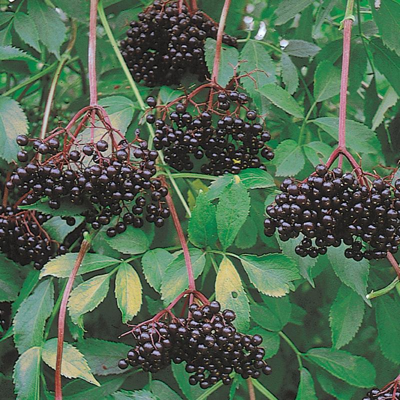 Elderberry (Nova)