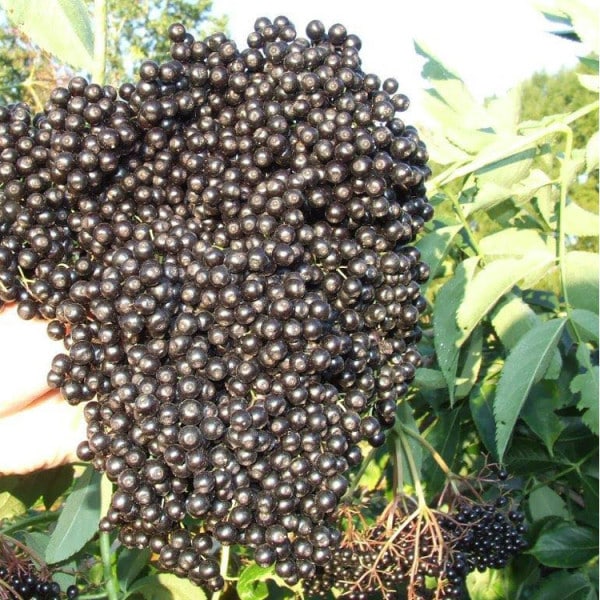Elderberry (John's)