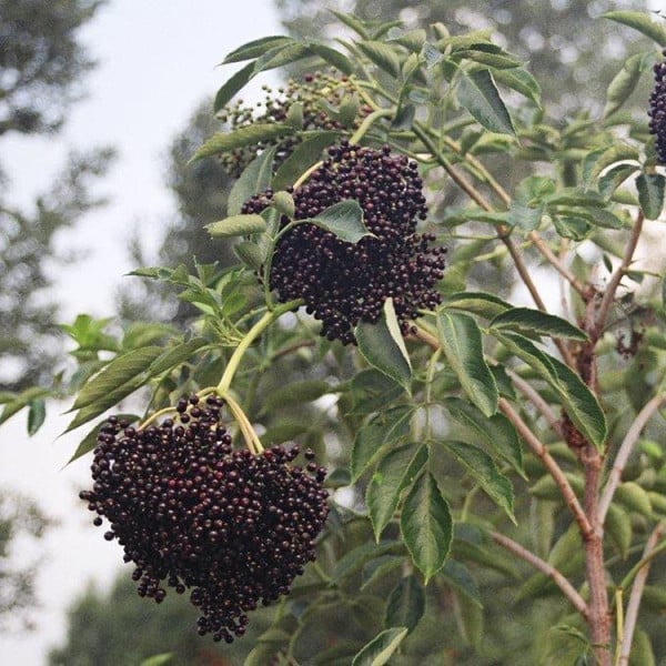 Elderberry (Wyldewood)