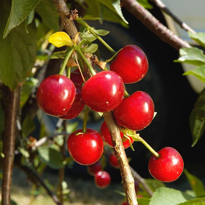 Cherry Tree (Morello)