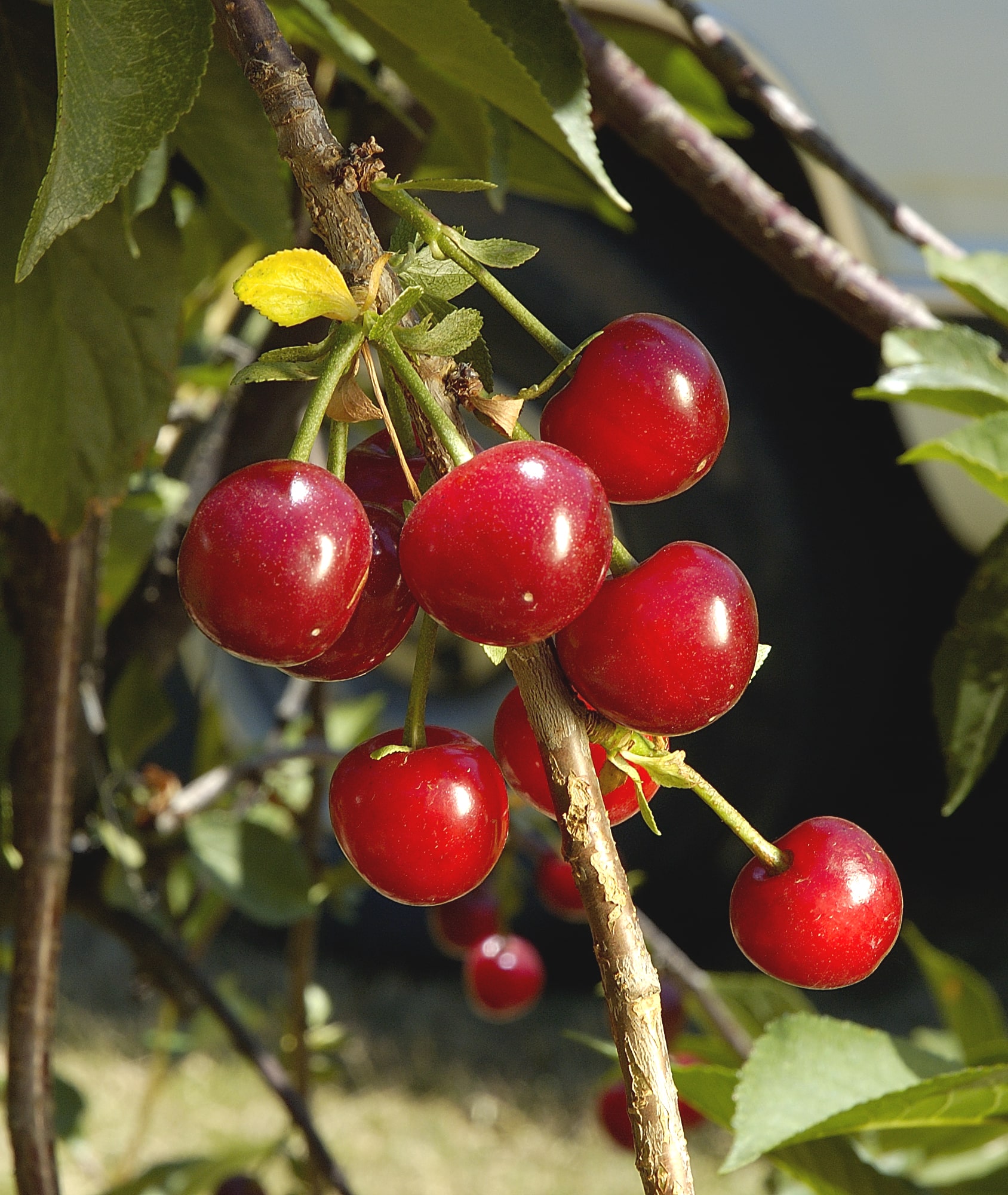 Cherry Tree (Morello)