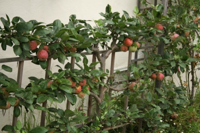 3 Tier Espaliered Combination Apple Tree #3