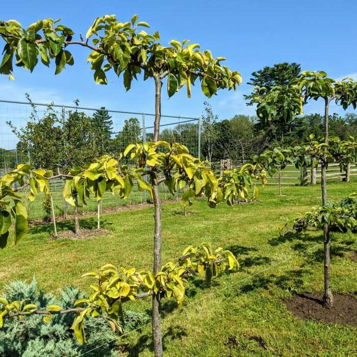 3 Tier Espaliered Combination Asian Pear