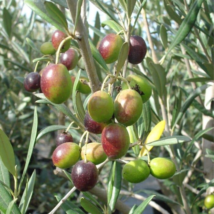 Olive Tree (Favarol)