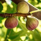 Fig Tree (Alma)