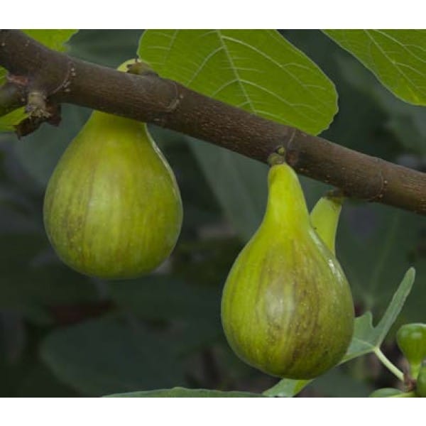 Fig Tree (Atreano)