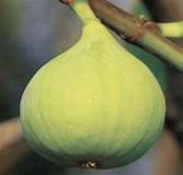 Fig Tree (Atreano FN)