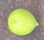 Fig Tree (Atreano Gold)