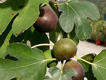 Fig Tree (Bayernfeige Violetta)