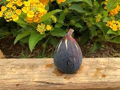 Fig Tree (Black Beauty 10)