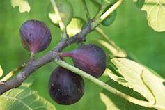 Fig Tree (Black Greek Marius)